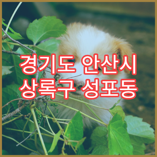 경기도 안산시 상록구 성포동 설날 명절 연휴 영업약국 성포항 인근 해양동과 연계 응급조제
