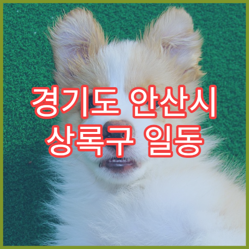 경기도 안산시 상록구 일동 설날 명절 연휴 24시 약국 일동 상가 밀집구역 야간 운영 확인