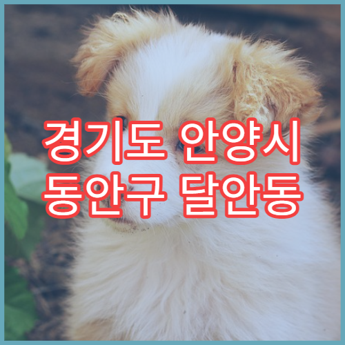 경기도 안양시 동안구 달안동 설날 명절 당직약국 영업시간 안내