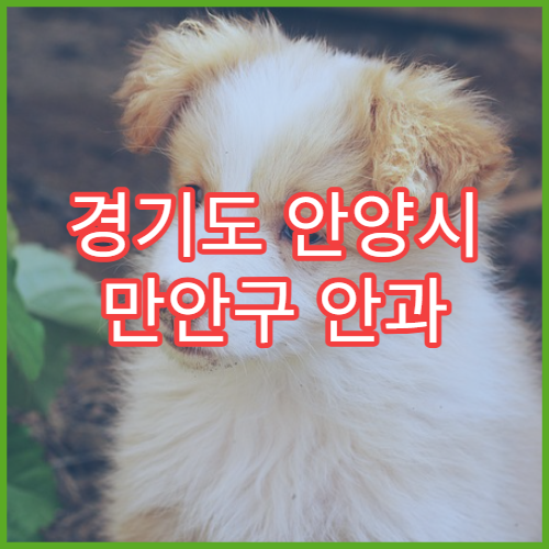 경기도 안양시 만안구 안과 일요일 휴일 진료 가능한 병원 위치