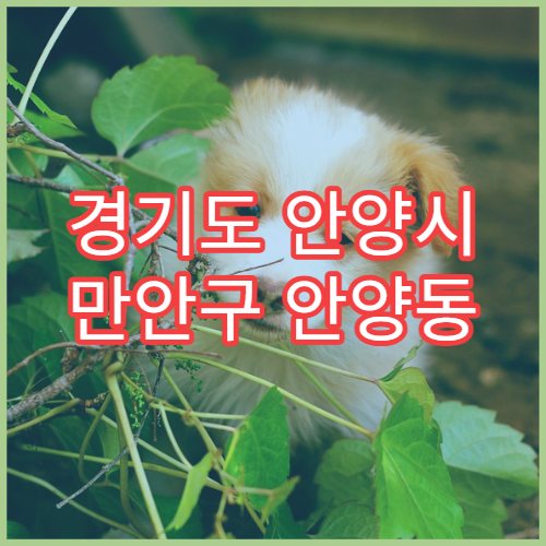 경기도 안양시 만안구 안양동 일요일 당번약국 일요일에도 문 여는 약국 정보 정리