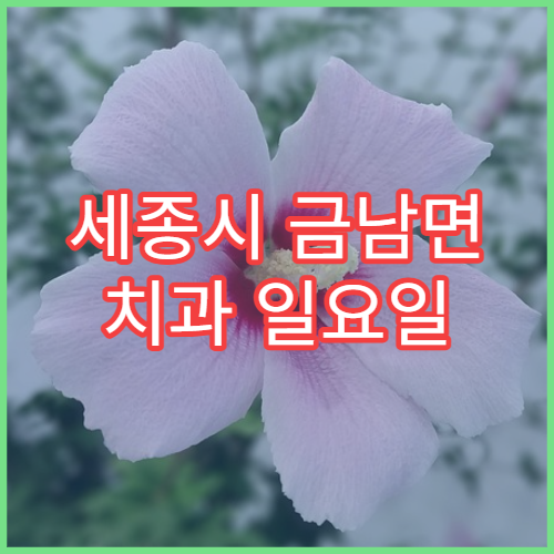 세종시 금남면 치과 일요일 문 여는 병원 예약 가능 시간 및 위치 확인