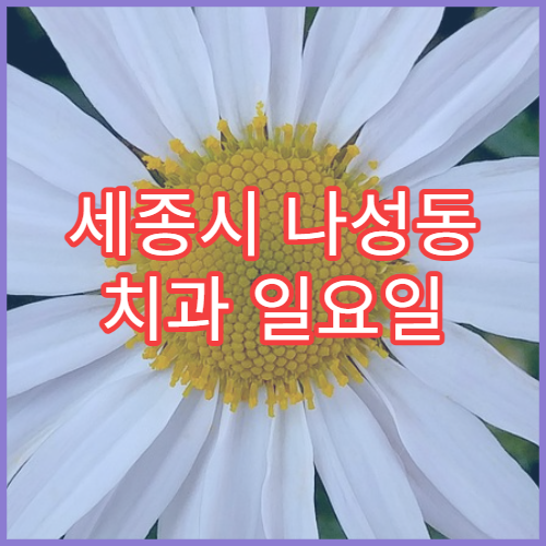 세종시 나성동 치과 일요일 진료 가능한 병원 위치와 예약 안내