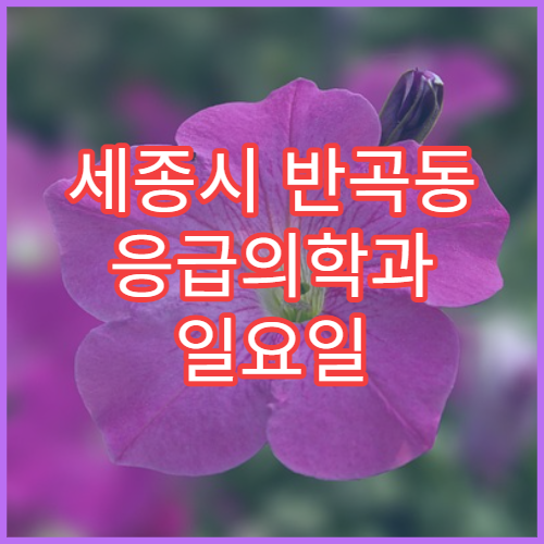 세종시 반곡동 응급의학과 일요일 24시간 진료 병원 위치 확인