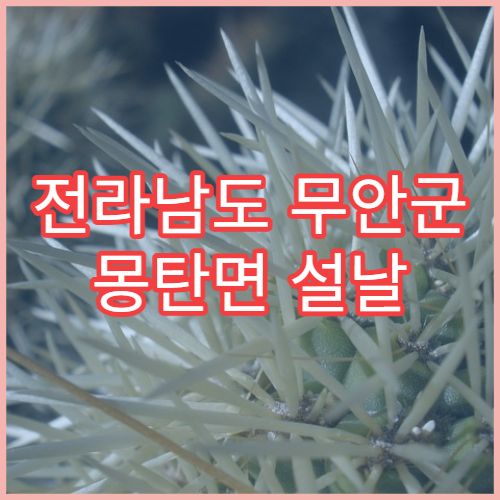 전라남도 무안군 몽탄면 설날 명절 연휴 당번 약국 몽탄면사무소·몽탄초등학교 주변 심야 운영 약국