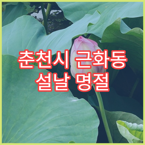 춘천시 근화동 설날 명절 당번약국 오픈 시간 위치 찾기
