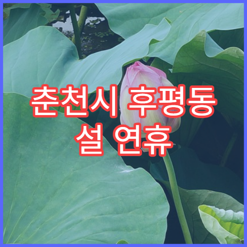춘천시 후평동 설 연휴 당직약국 영업시간 및 안내드립니다