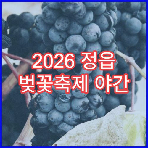 2026 정읍 벚꽃축제 야간 개장 시간과 야경 포인트 BEST5