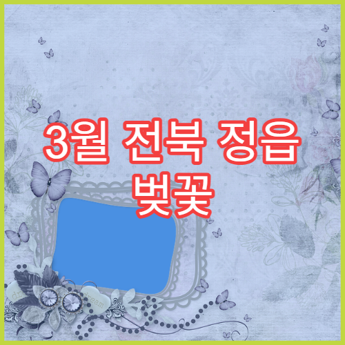 3월 전북 정읍 벚꽃 명소, 현지인이 추천하는 조용한 산책 코스
