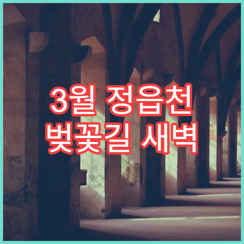 3월 정읍천 벚꽃길 새벽 산책, 조용히 걷기 좋은 구간 소개