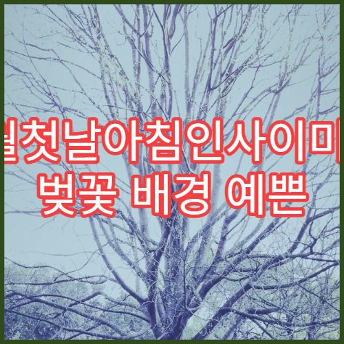3월첫날아침인사이미지 벚꽃 배경 예쁜 SNS 공유용 모음