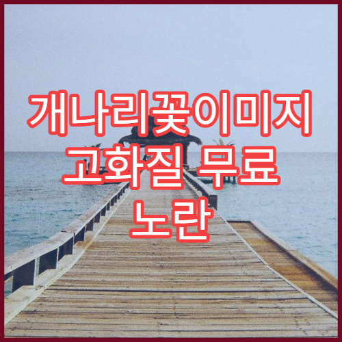 개나리꽃이미지 고화질 무료 노란 봄꽃 배경화면 다운로드