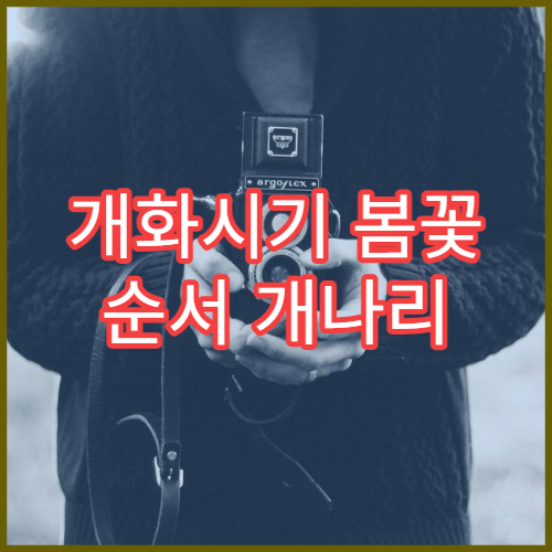 개화시기 봄꽃 순서 개나리 매화 진달래 산수유 벚꽃 타임라인