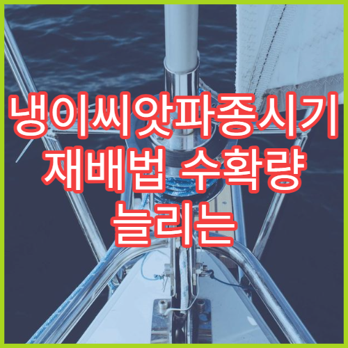 냉이씨앗파종시기 재배법 수확량 늘리는 봄나물 가이드