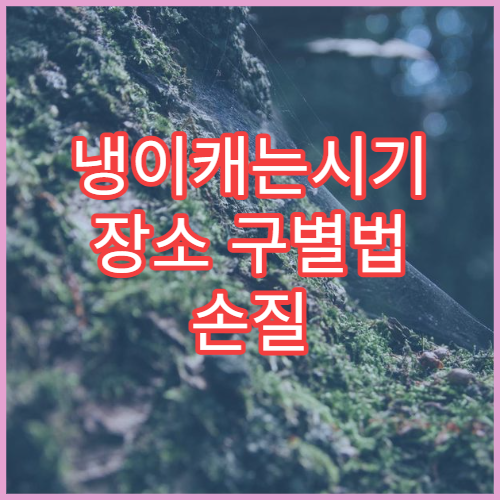 냉이캐는시기 장소 구별법 손질 봄나물 채취 초보 가이드