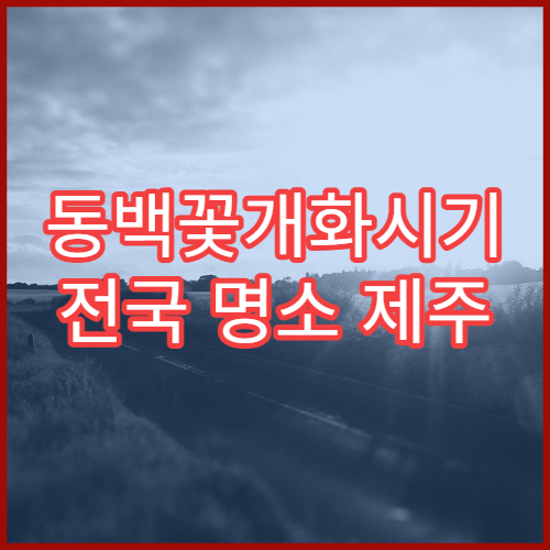 동백꽃개화시기 전국 명소 제주 여수 오동도 여행 코스 추천
