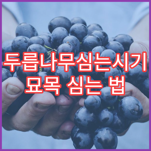 두릅나무심는시기 묘목 심는 법 가지치기 재배 팁 총정리