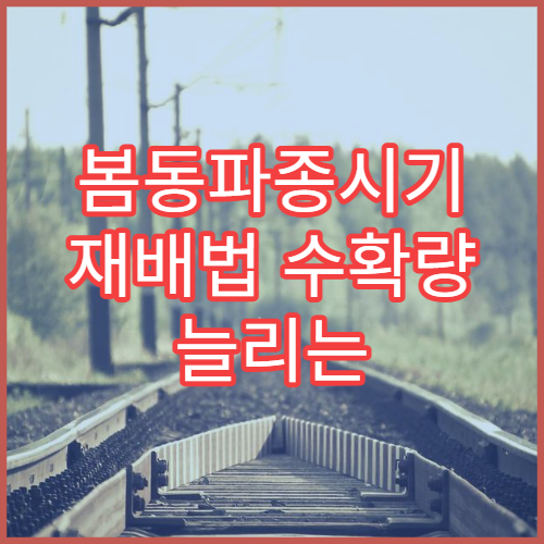 봄동파종시기 재배법 수확량 늘리는 팁 가정원예 가이드