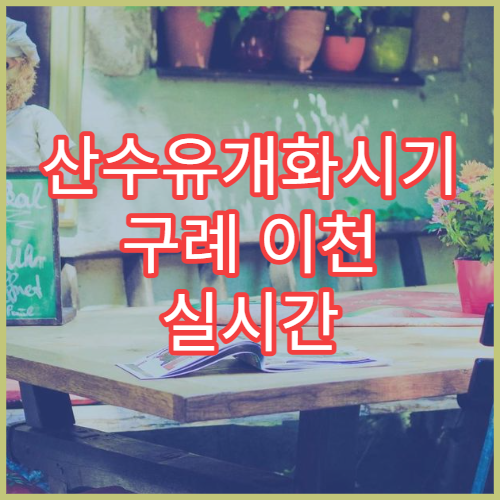 산수유개화시기 구례 이천 실시간 꽃구경 명소 주차 정보