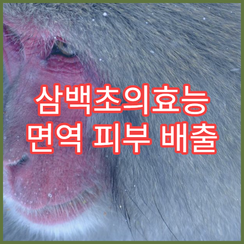 삼백초의효능 면역 피부 배출 봄철 건강식 섭취 가이드