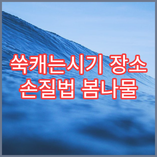 쑥캐는시기 장소 손질법 봄나물 채취 초보 완벽 가이드