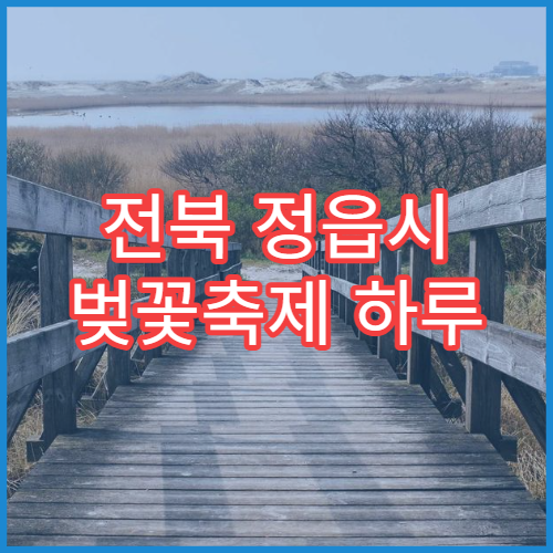 전북 정읍시 벚꽃축제 하루 완벽 동선, 초보 여행자용 일정표