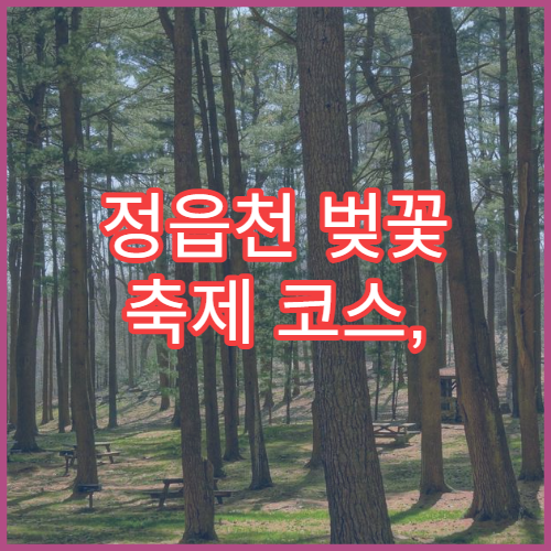 정읍천 벚꽃 축제 코스, 은근히 알려지지 않은 숨은 포토 스폿