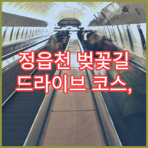 정읍천 벚꽃길 드라이브 코스, 초보 운전자도 편한 루트 소개