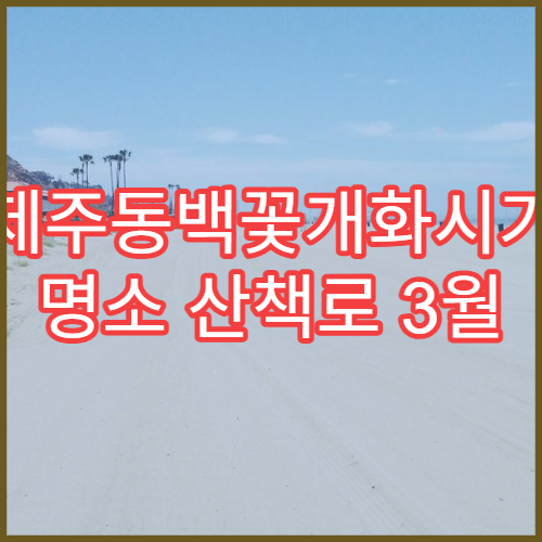 제주동백꽃개화시기 명소 산책로 3월 인생샷 완벽 코스