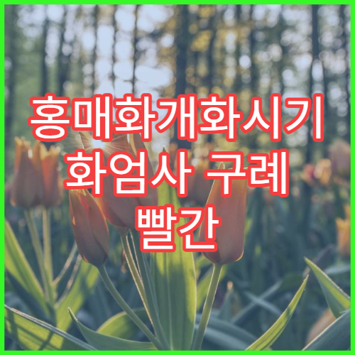 홍매화개화시기 화엄사 구례 빨간 봄꽃 명소 여행기 정리